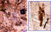 Образцы лунного базальта найдены в Австралии